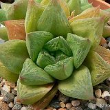 Haworthia cymbiformis v. compacta